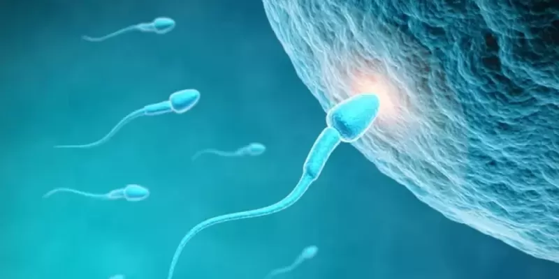 Azospermi Nedir? Erkek Kısırlığının Tedavi Edilebilir Nedenlerinden Biri Olabilir mi? 