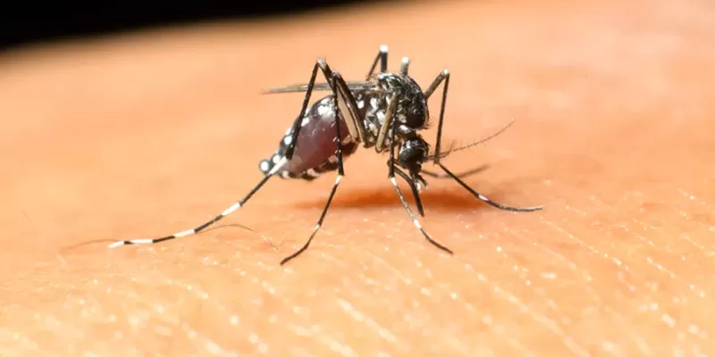 West Nile Virus 
