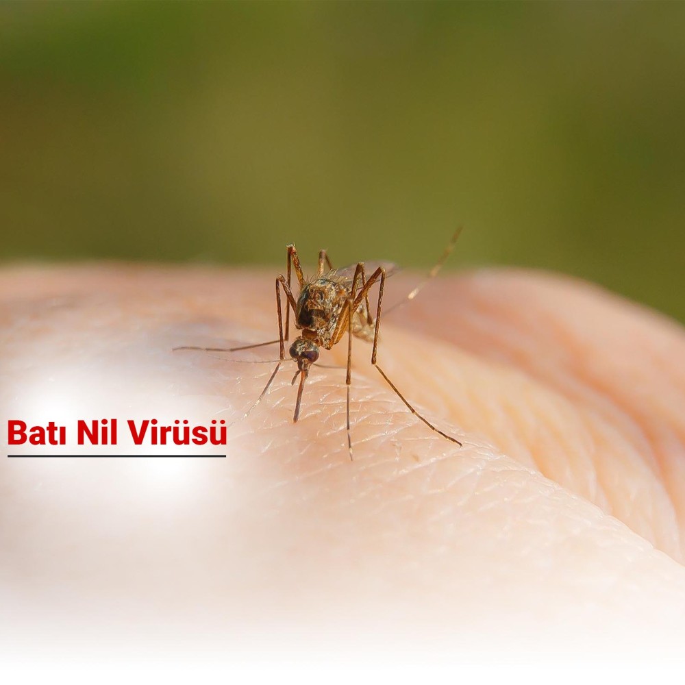 Batı Nil Virüsü Nedir? Nasıl Bulaşır? Tanı ve Tedavi Yöntemleri