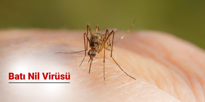 Batı Nil Virüsü Nedir? Nasıl Bulaşır? Tanı ve Tedavi Yöntemleri