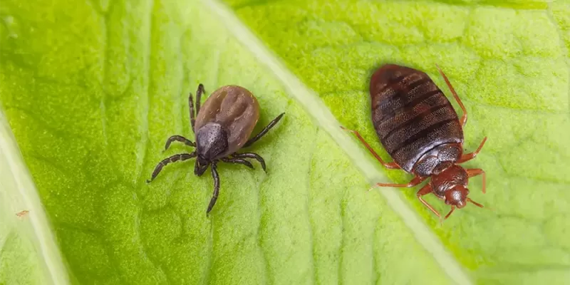 Is a Tick Bite Dangerous? What Should Be Done for a Tick Bite?