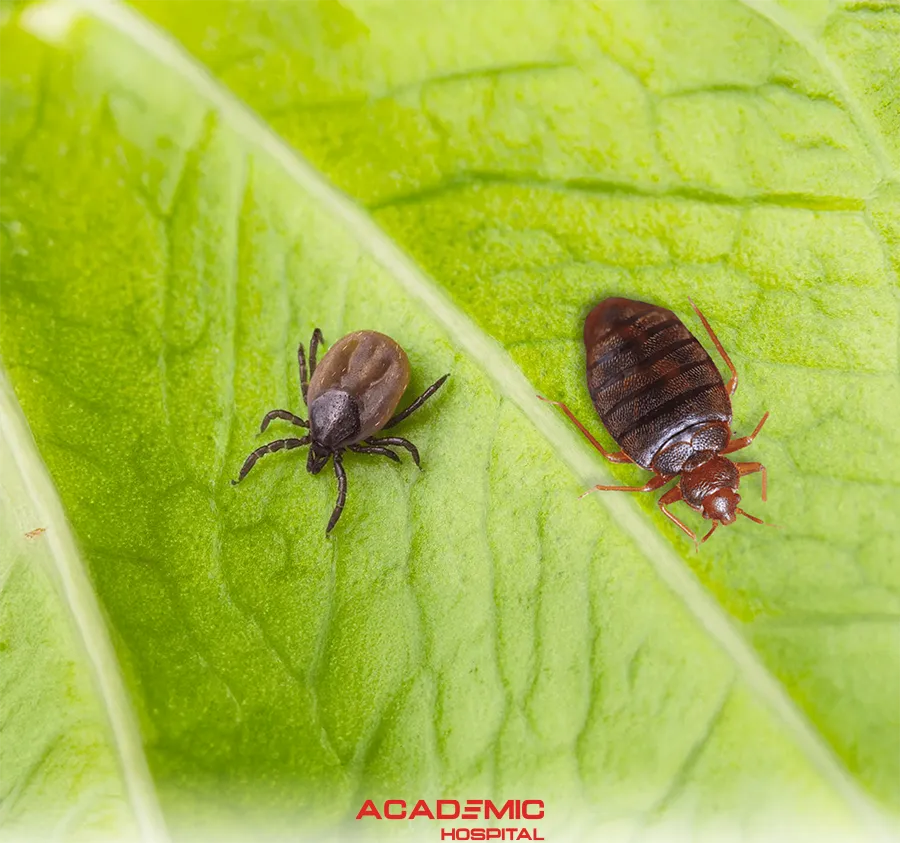 Is a Tick Bite Dangerous? What Should Be Done for a Tick Bite?