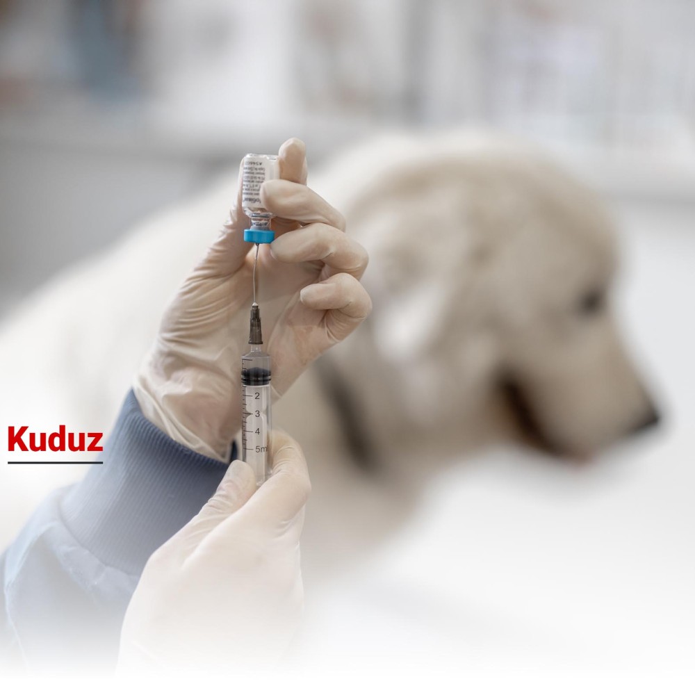 Kuduz Nedir? Nasıl Bulaşır?