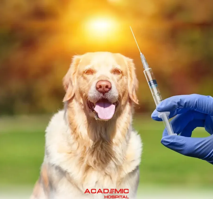 What Is Rabies? How Is It Transmitted?