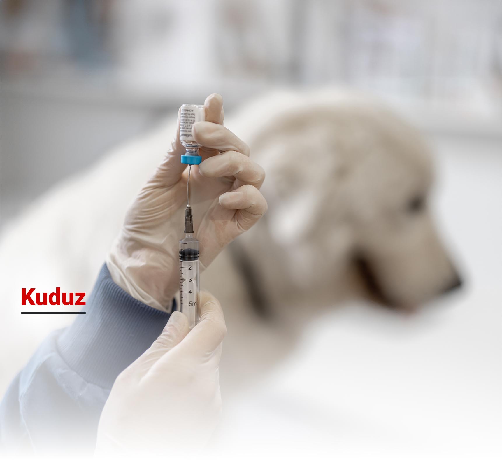 Kuduz Nedir? Nasıl Bulaşır?