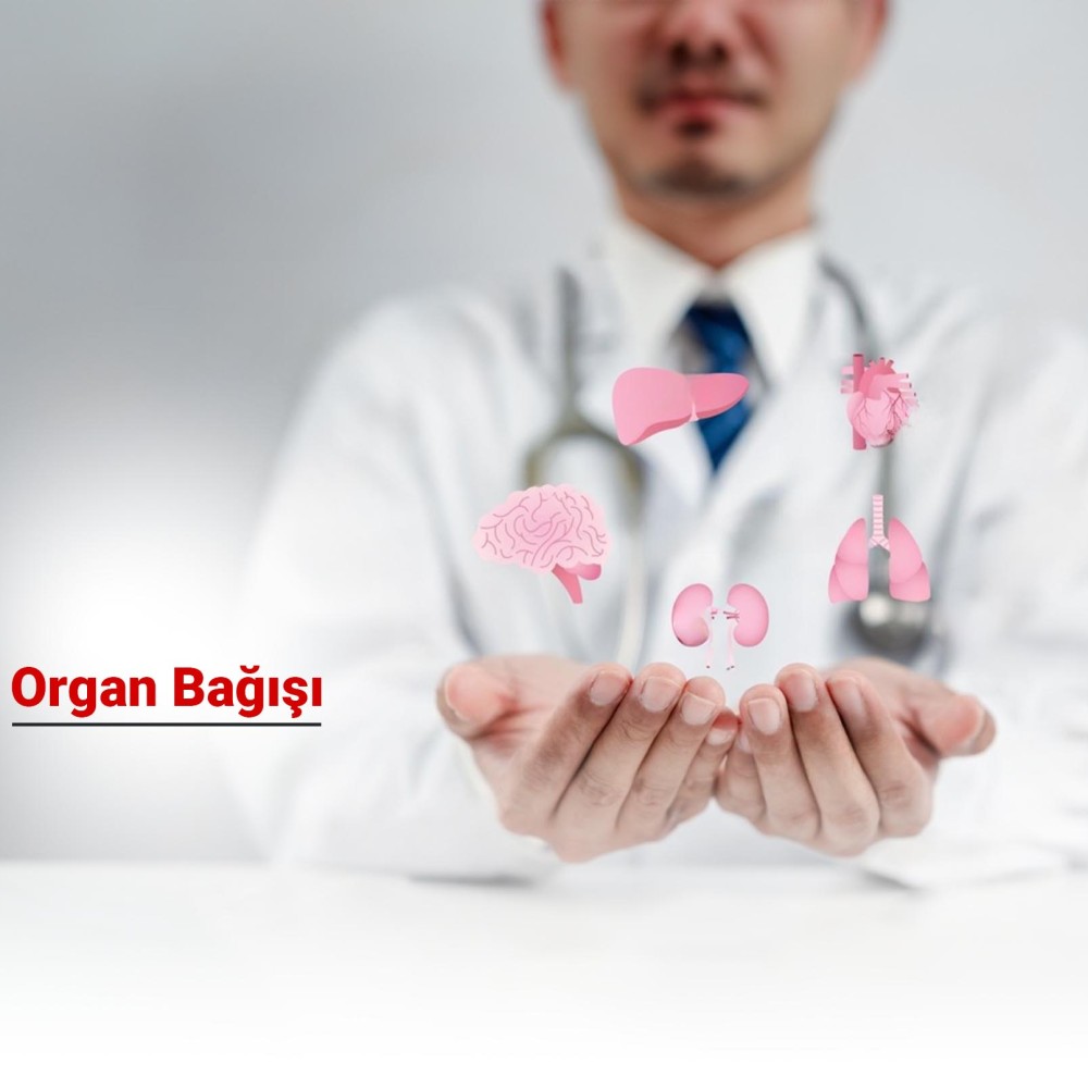 Organ Bağışı Nedir? Hangi Organlar Bağışlanabilir? Süreci Nasıldır?