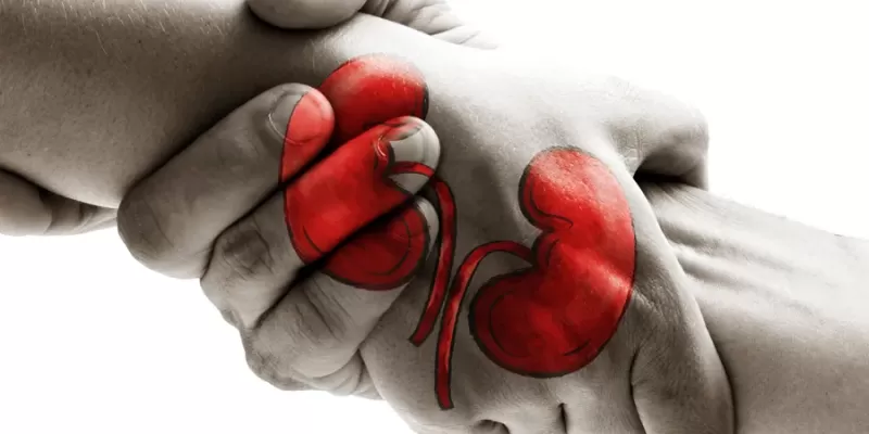 Organ Bağışı Nedir? Hangi Organlar Bağışlanabilir? Süreci Nasıldır?