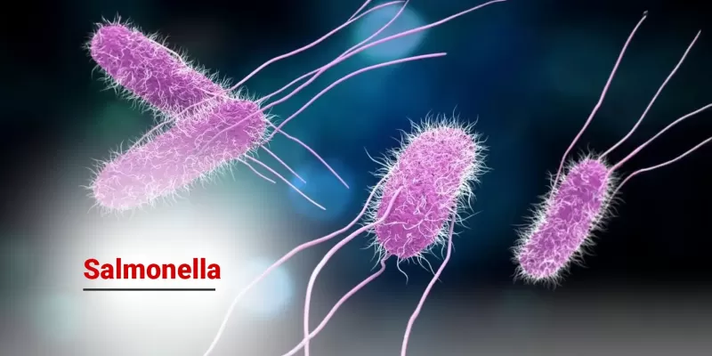 Salmonella Nedir? Belirtileri, Bulaşma Yolları ve Korunma Yöntemleri