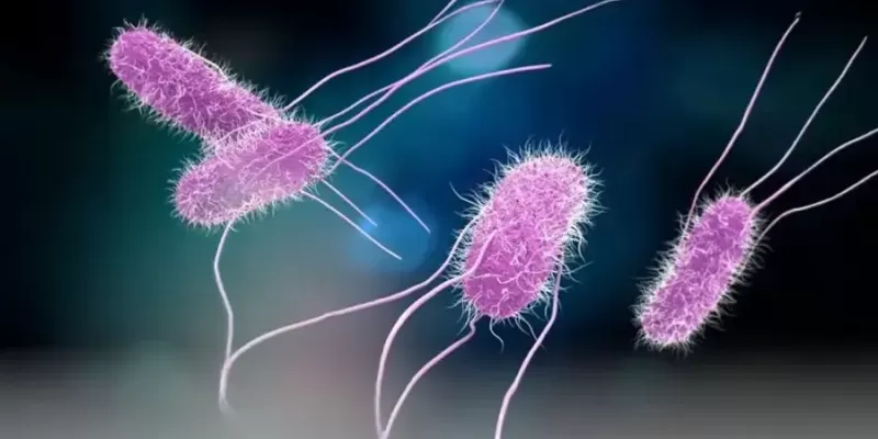 What Is Salmonella? Symptoms, Modes of Transmission, and Prevention Methods